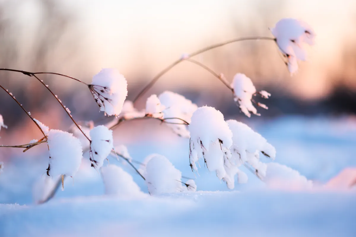 5 gestes essentiels pour protéger son potager des 1ères neiges