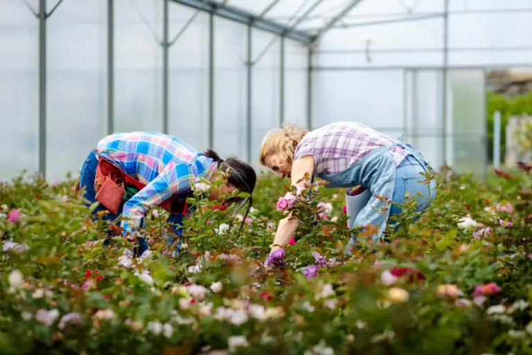 Plantez vos rosier en décembre : tout ce qu'il savoir pour réussir la plantation