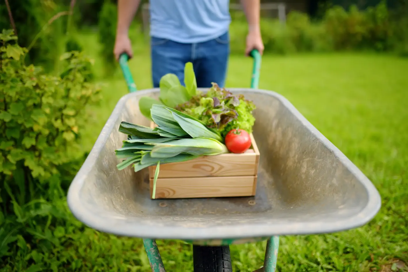 Protéger son potager pour l’hiver : le guide du débutant