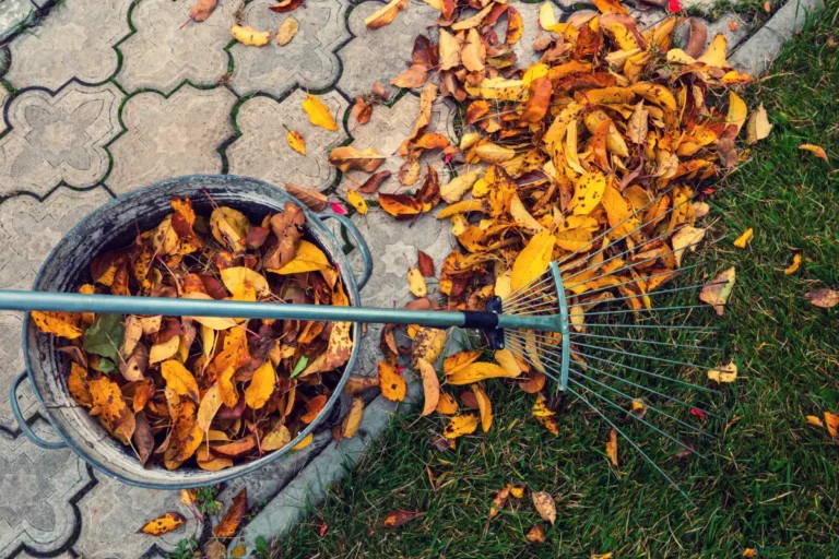 Jardin en novembre : 3 travaux urgents à faire ce 13 novembre 2024