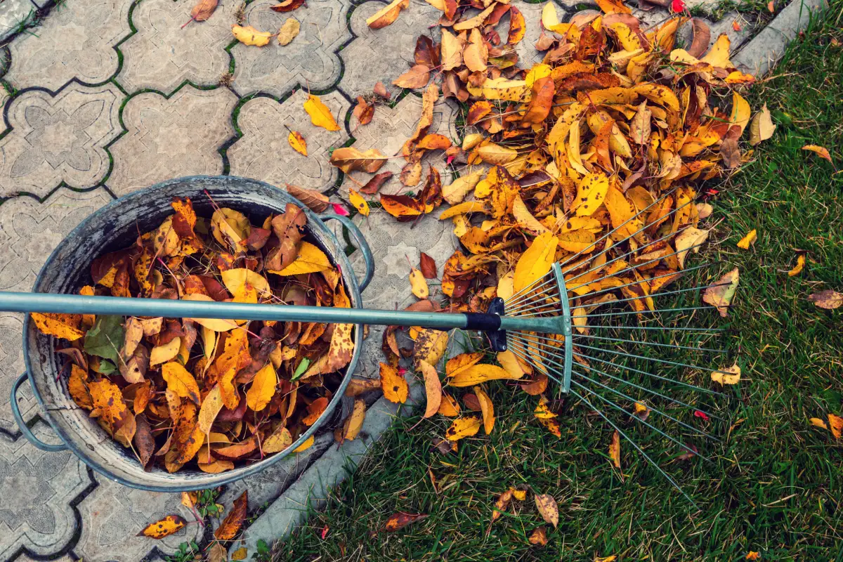 Jardin en novembre : 3 travaux urgents à faire ce 13 novembre 2024