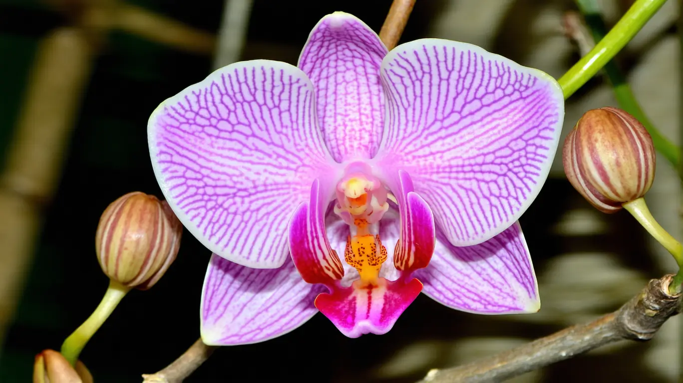 Orchidée singe : un chef-d’œuvre de la nature qui émerveille le monde