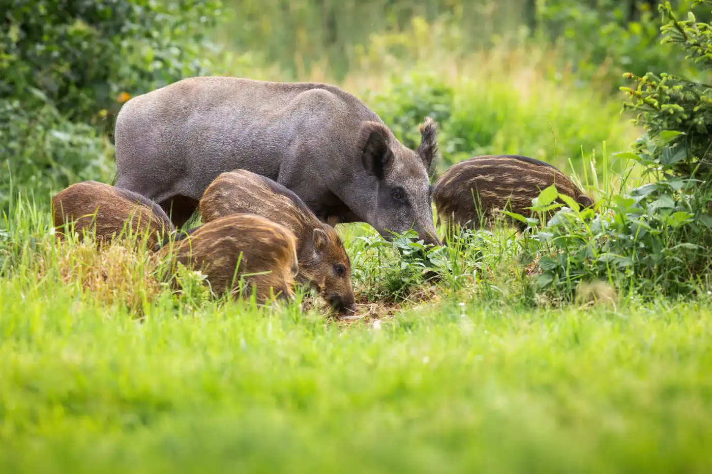 Protection jardin contre sangliers : les solutions efficaces et naturelles