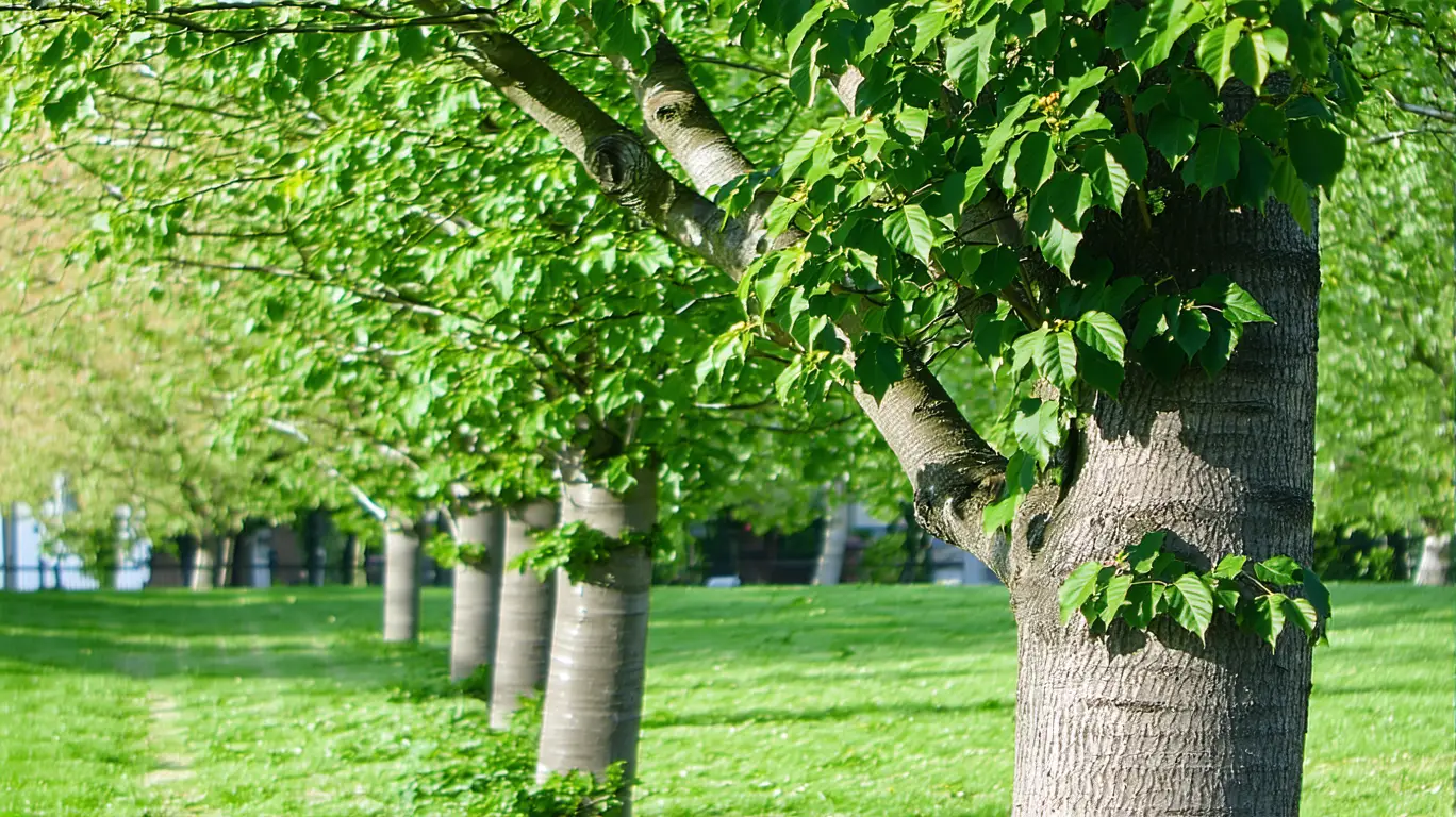 comment protéger les arbres de votre jardin du gel ?