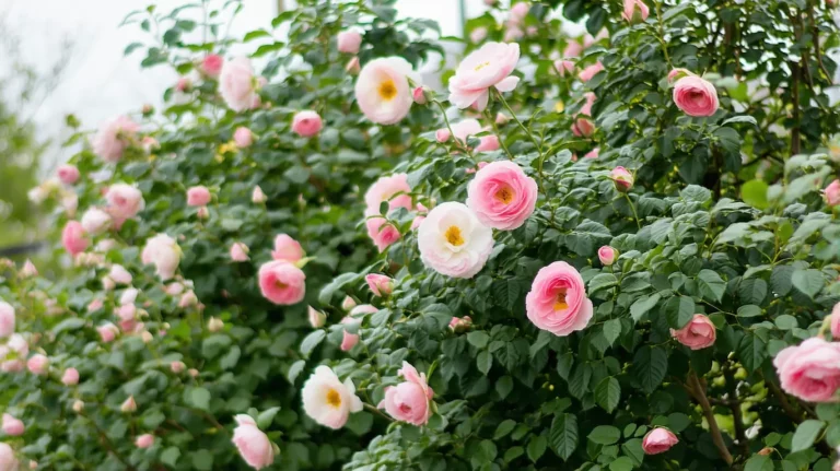 Taille des rosiers en février au jardin : les meilleurs conseils des professionnels