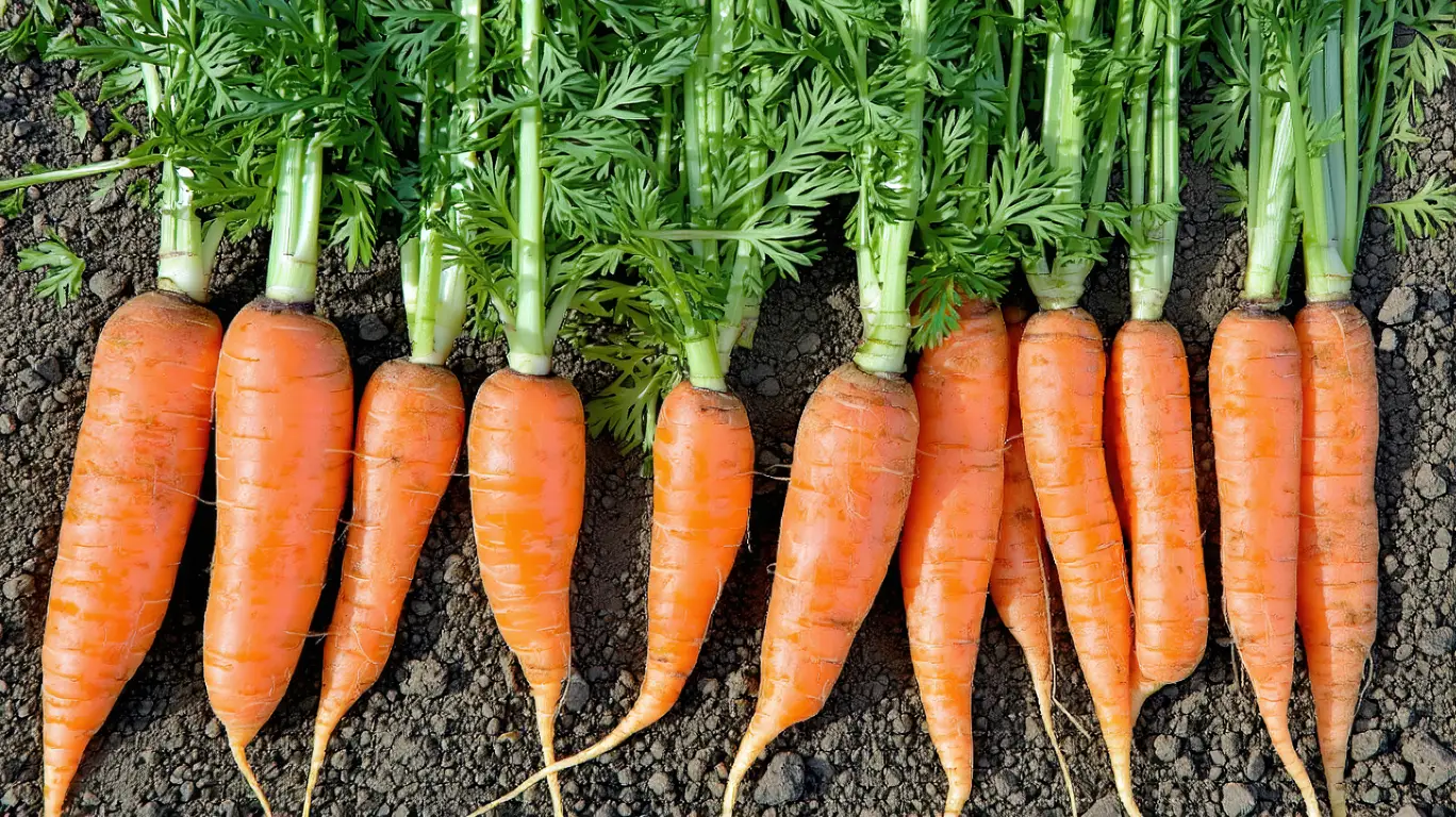 Carottes au potager : semis précoces et variétés recommandées pour mars