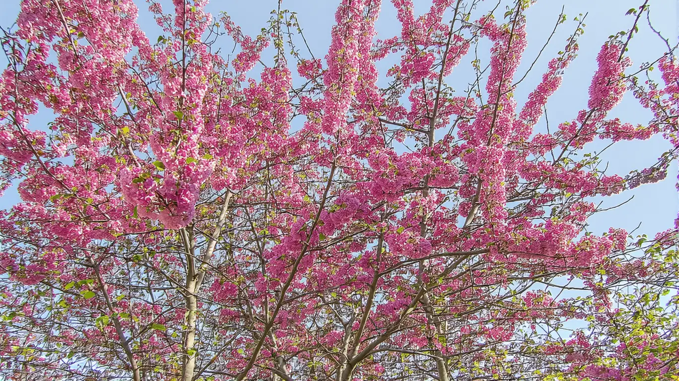 Cerisiers en fleurs : Comment en prendre soin pour une floraison spectaculaire