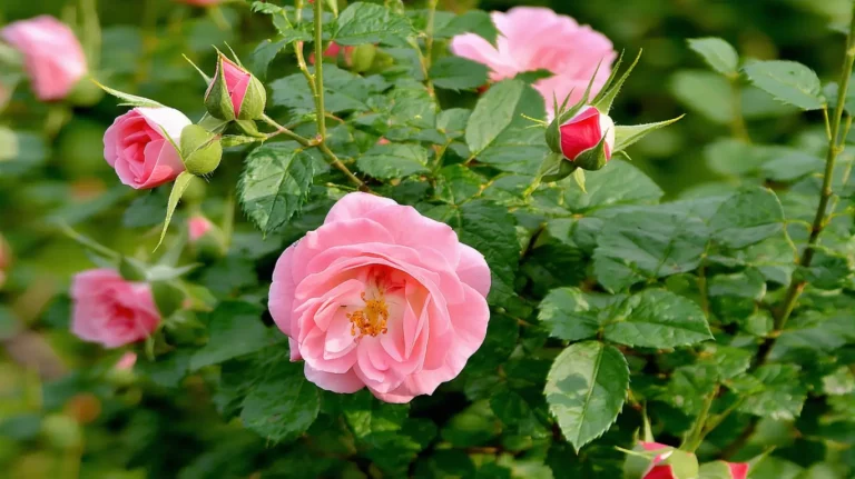 Maladies du rosier : prévention et traitement en début de saison