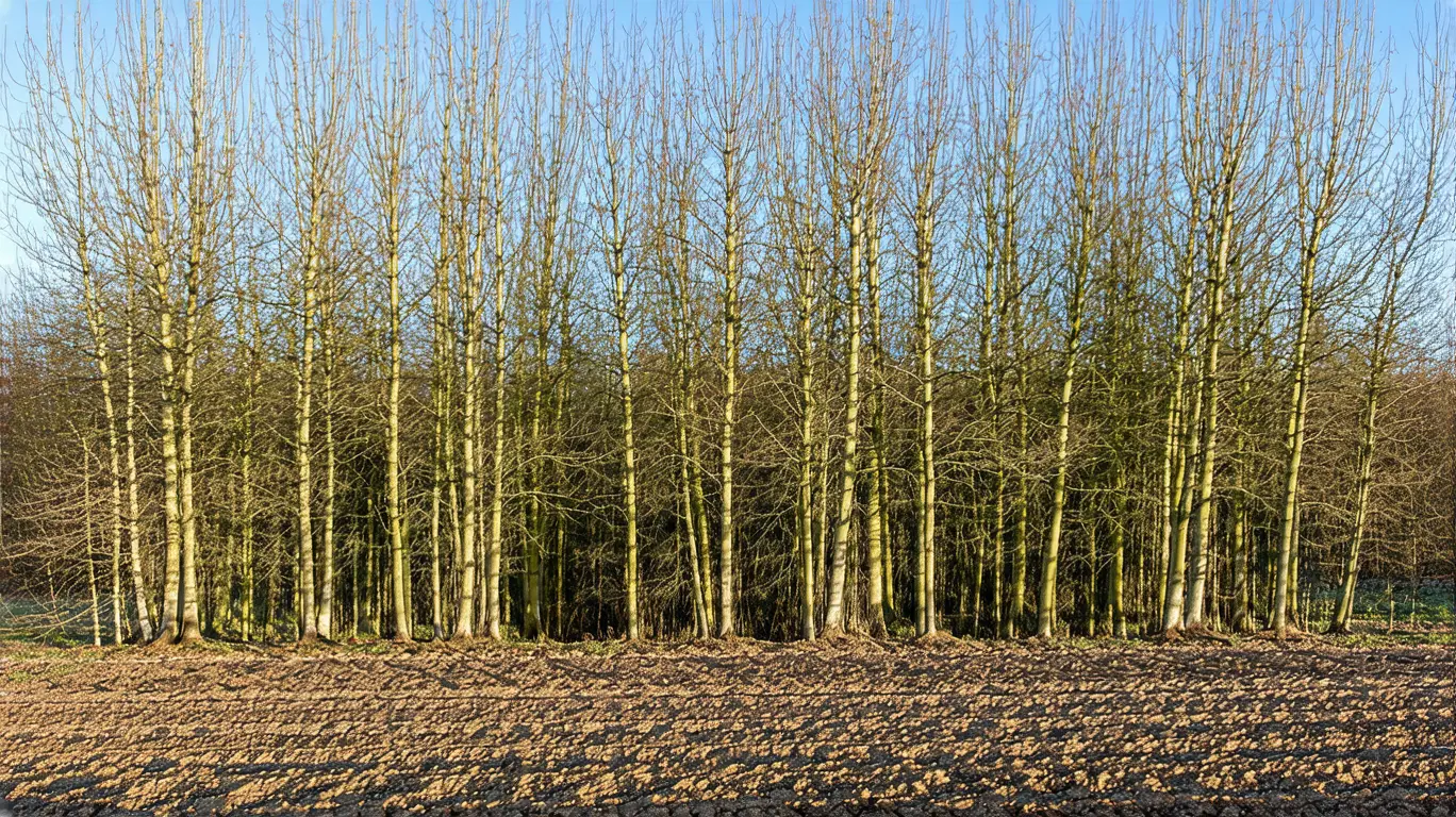 Protection de vos arbustes contre les dernières gelées de mars